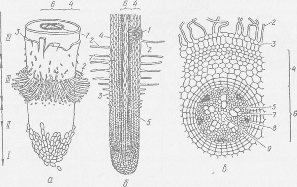 На рисунке изображено микроскопическое строение корня в какой из зон был сделан срез 1 всасывания